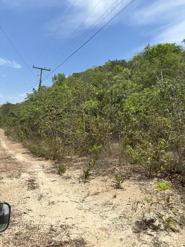 Estrada de acesso e vegetação