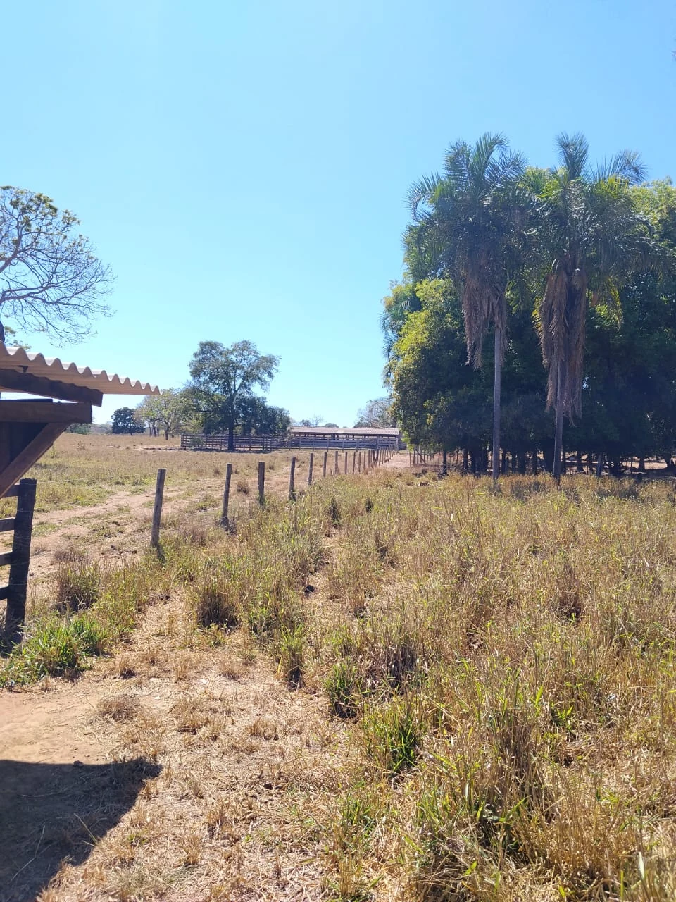Vista da área formada e cercas internas da fazenda em Cezarina